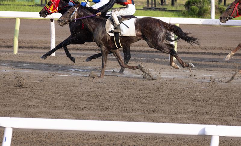 WIN5を当てるための馬券術|過去130レースの勝ち馬を分析してわかったこと